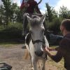 Mounting a horse with a hoist